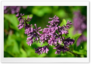 Mini Purple Flower Cluster Ultra HD Wallpaper for 4K UHD Widescreen desktop, tablet & smartphone