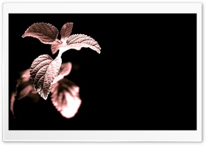 Mint Plant Ultra HD Wallpaper for 4K UHD Widescreen desktop, tablet & smartphone