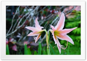 Mirror flower Ultra HD Wallpaper for 4K UHD Widescreen desktop, tablet & smartphone