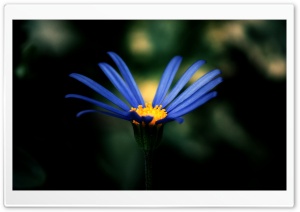Missing Petals Ultra HD Wallpaper for 4K UHD Widescreen desktop, tablet & smartphone