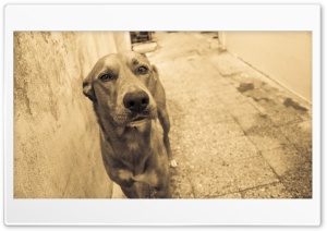 Mistery Dog HD Ultra HD Wallpaper for 4K UHD Widescreen desktop, tablet & smartphone