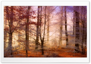 Misty Forest Ultra HD Wallpaper for 4K UHD Widescreen desktop, tablet & smartphone