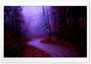 Misty Morning Walk Ultra HD Wallpaper for 4K UHD Widescreen desktop, tablet & smartphone