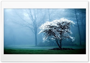 Misty Tree Ultra HD Wallpaper for 4K UHD Widescreen desktop, tablet & smartphone