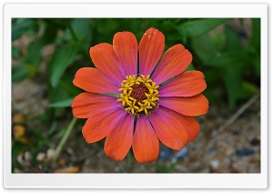 Mixs Flower Ultra HD Wallpaper for 4K UHD Widescreen desktop, tablet & smartphone