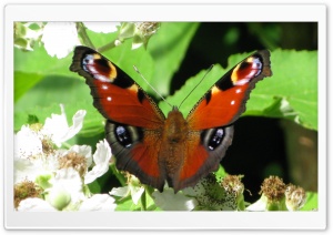 Mobarakabadvillage.ir - Butterfly Ultra HD Wallpaper for 4K UHD Widescreen desktop, tablet & smartphone
