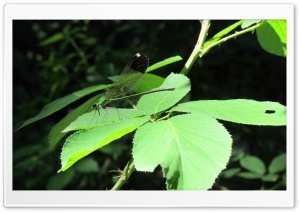 Mobarakabadvillage.ir - Dragonfly Ultra HD Wallpaper for 4K UHD Widescreen desktop, tablet & smartphone