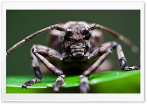 Moechotypa Delicatula Beetle Macro Ultra HD Wallpaper for 4K UHD Widescreen desktop, tablet & smartphone