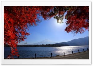 Momiji Tree and Mount Fuji Ultra HD Wallpaper for 4K UHD Widescreen desktop, tablet & smartphone