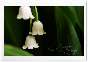 Mom's Flowers Ultra HD Wallpaper for 4K UHD Widescreen desktop, tablet & smartphone