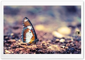Monarch Butterfly Ultra HD Wallpaper for 4K UHD Widescreen desktop, tablet & smartphone