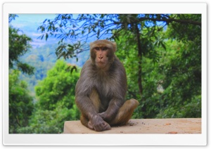 Monkey Ultra HD Wallpaper for 4K UHD Widescreen desktop, tablet & smartphone