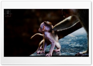 monkey Ultra HD Wallpaper for 4K UHD Widescreen desktop, tablet & smartphone