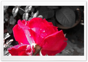 Monochrome Rose Ultra HD Wallpaper for 4K UHD Widescreen desktop, tablet & smartphone