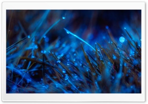 Moonlit Dew Ultra HD Wallpaper for 4K UHD Widescreen desktop, tablet & smartphone