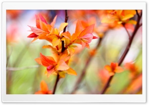 More Spring Ultra HD Wallpaper for 4K UHD Widescreen desktop, tablet & smartphone