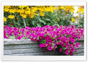 Moril-Beautiful Flowers Ultra HD Wallpaper for 4K UHD Widescreen desktop, tablet & smartphone