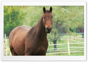 Moril-Calm Horse Ultra HD Wallpaper for 4K UHD Widescreen desktop, tablet & smartphone