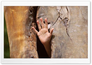Moril-Hand in the Tree Ultra HD Wallpaper for 4K UHD Widescreen desktop, tablet & smartphone