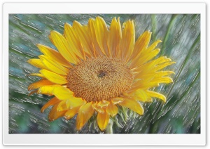 Moril original-3D Flower Ultra HD Wallpaper for 4K UHD Widescreen desktop, tablet & smartphone