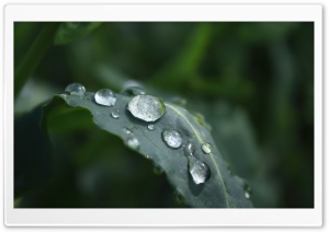 Morning Dew Ultra HD Wallpaper for 4K UHD Widescreen desktop, tablet & smartphone