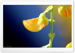 Morning dews... Ultra HD Wallpaper for 4K UHD Widescreen desktop, tablet & smartphone