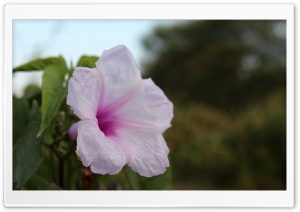 Morning Flower Ultra HD Wallpaper for 4K UHD Widescreen desktop, tablet & smartphone