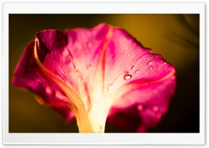 Morning Glory Ultra HD Wallpaper for 4K UHD Widescreen desktop, tablet & smartphone