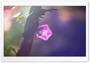Morning Glory Vine Ultra HD Wallpaper for 4K UHD Widescreen desktop, tablet & smartphone
