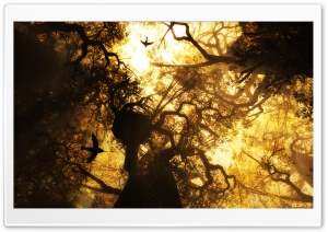 Morning_Glow_nithinsuren Ultra HD Wallpaper for 4K UHD Widescreen desktop, tablet & smartphone