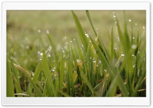 Morning Grass Ultra HD Wallpaper for 4K UHD Widescreen desktop, tablet & smartphone