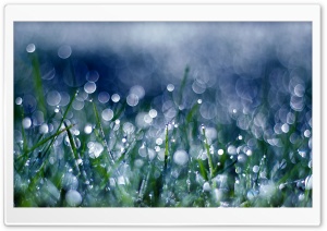 Morning Grass Ultra HD Wallpaper for 4K UHD Widescreen desktop, tablet & smartphone