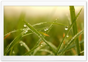Morning Grass Dew Ultra HD Wallpaper for 4K UHD Widescreen desktop, tablet & smartphone