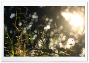 Morning light Ultra HD Wallpaper for 4K UHD Widescreen desktop, tablet & smartphone