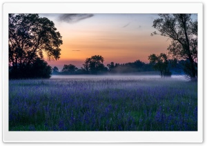 Morning, Mist, Flowers, Field, Nature Ultra HD Wallpaper for 4K UHD Widescreen desktop, tablet & smartphone
