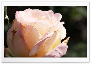 Morning Pink Ultra HD Wallpaper for 4K UHD Widescreen desktop, tablet & smartphone