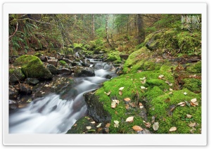 Moss Creek Ultra HD Wallpaper for 4K UHD Widescreen desktop, tablet & smartphone