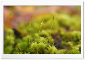 Moss Seeds Ultra HD Wallpaper for 4K UHD Widescreen desktop, tablet & smartphone