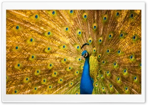Most Beautiful Birds in the World Ultra HD Wallpaper for 4K UHD Widescreen desktop, tablet & smartphone