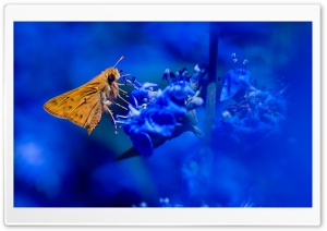 Moth Ultra HD Wallpaper for 4K UHD Widescreen desktop, tablet & smartphone