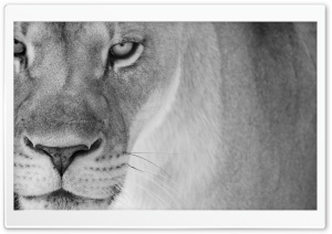Mother Lion Ultra HD Wallpaper for 4K UHD Widescreen desktop, tablet & smartphone