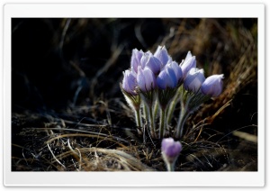Mountain Flower Buds Ultra HD Wallpaper for 4K UHD Widescreen desktop, tablet & smartphone