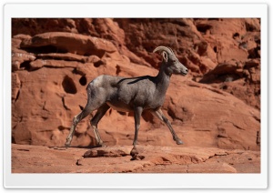 Mountain Goat Climbing Ultra HD Wallpaper for 4K UHD Widescreen desktop, tablet & smartphone
