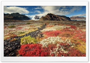 Mountain Plants Ultra HD Wallpaper for 4K UHD Widescreen desktop, tablet & smartphone