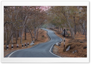 Mudumalai National Park Ultra HD Wallpaper for 4K UHD Widescreen desktop, tablet & smartphone