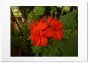 Munnar,India Ultra HD Wallpaper for 4K UHD Widescreen desktop, tablet & smartphone