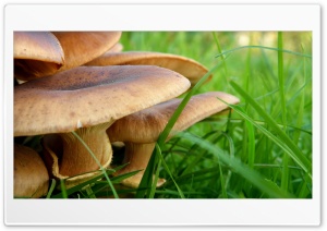 Mushroom in Grass Ultra HD Wallpaper for 4K UHD Widescreen desktop, tablet & smartphone