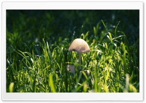 Mushroom In The Grass Ultra HD Wallpaper for 4K UHD Widescreen desktop, tablet & smartphone