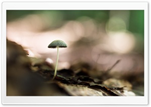 Mushroom Macro Ultra HD Wallpaper for 4K UHD Widescreen desktop, tablet & smartphone