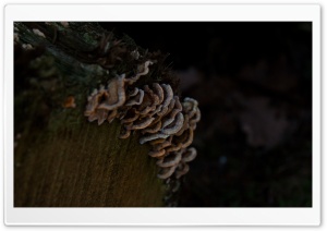 Mushrooms Ultra HD Wallpaper for 4K UHD Widescreen desktop, tablet & smartphone